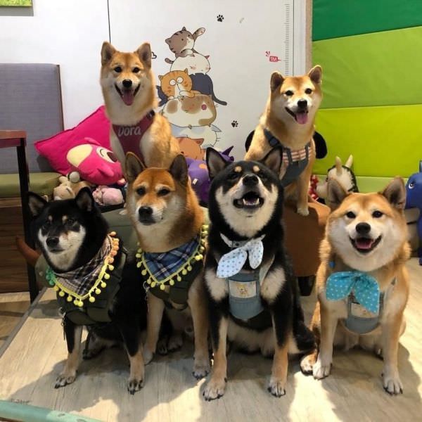 森林小徑大墩店對寵物超友善